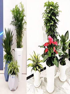 宁波江北植物租摆公司，绿植租赁新选择！