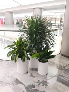 宁波江北植物出租专业